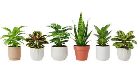 Obraz premium Vibrant indoor plants: A collection of six lush houseplants, each thriving in its pot. This image is perfect for illustrating home decor or the love of plants. 