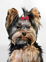 A portrait of an adorable Yorkshire Terrier puppy with a red bow in its hair. The small, groomed toy dog has a funny, intense expression and is isolated on a clean white background.