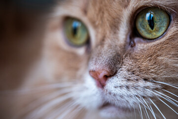 Curious red cat with striking green eyes gazes intently, showcasing its playful nature and furry texture, embodying the essence of feline curiosity and charm