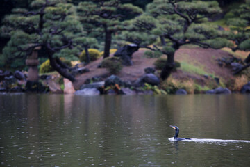 Great cormorant swimming in the rain on a peaceful pond in a Japanese park, surrounded by trees and traditional landscape.