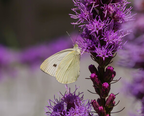 butterfly on flower