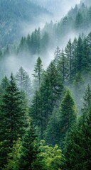 Lush green forest with fog and towering trees, mountain landscape
