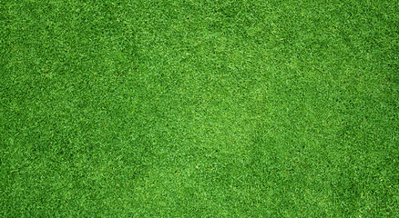grass background Golf Courses green lawn