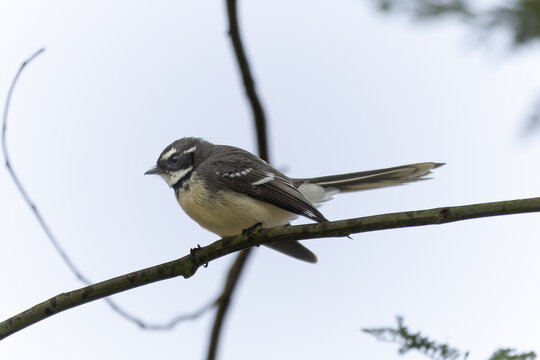 A grey fantail is perched on a branch in a tree