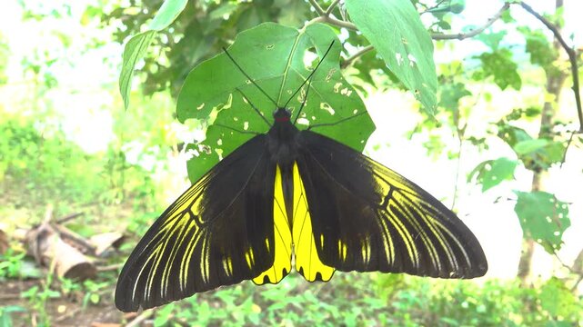 Golden bird's-wing (Ornithoptera, Troides aeacus). Famous golden butterfly catches eye with contrast of yellow and black, enhancing color. Mountainous rainforest on Borneo island, Malaysia. January