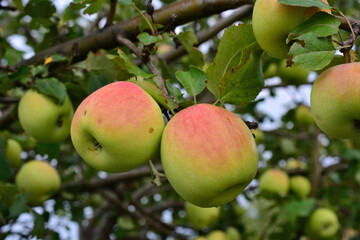 Close-up of ripe apples on a tree branch