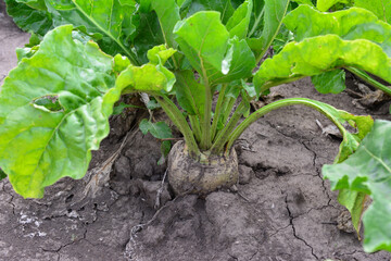 Sugar Beet Plant in Soil close up organic vegetables