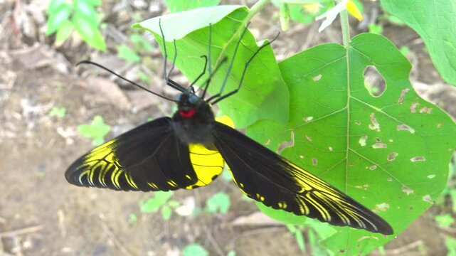 Golden bird's-wing (Ornithoptera, Troides aeacus). Famous golden butterfly catches eye with contrast of yellow and black, enhancing color. Mountainous rainforest on Borneo island, Malaysia. January