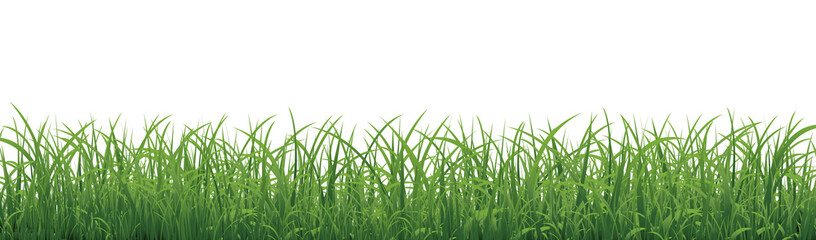 Green Grass Border Isolated White Background