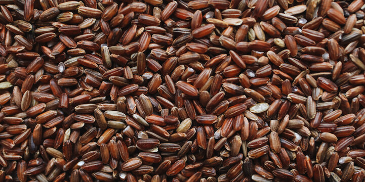 finger millets images