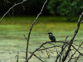 Kingfisher 