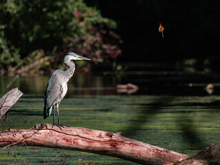 great gray heron alone on a tree 