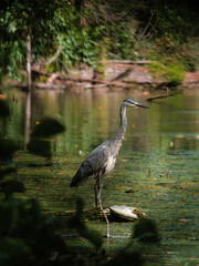 great gray Heron 