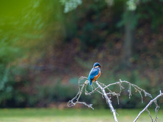 Kingfisher 