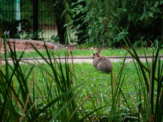 rabbit in the grass