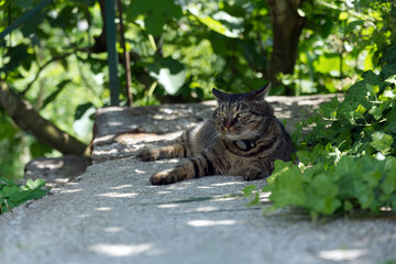 A domestic shorthair tabby cat is lounging outdoors on a sunny day.