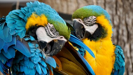 Closeup of a pair of blue and yellow Macaws © CP Studios