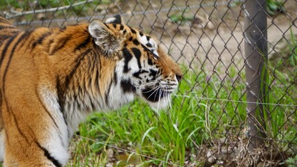 Side view of adult bengal tiger with background fencing