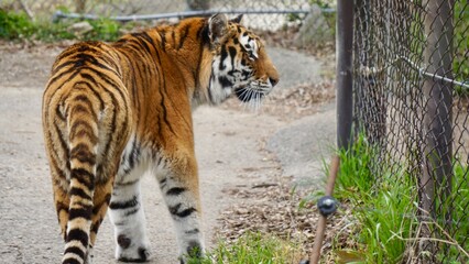 Side rear view of adult bengal tiger