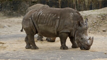 Obraz premium Full body side view of a large adult rhinoceros, drinking water