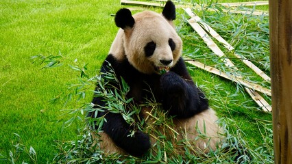 Closeup of a Giant Panda eating bamboo against a vibrant green grassy slope