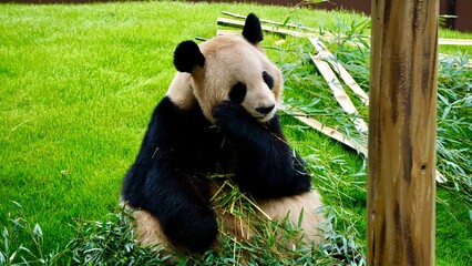 Fototapeta premium Closeup of a Giant Panda eating bamboo against a vibrant green grassy slope