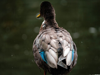 Duck in the Rain 