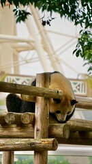 Giant Panda bent over a wooden fence