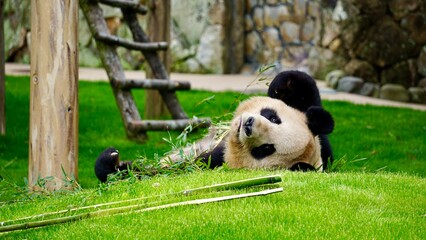 Adorable Giant Panda laying on the ground looking back at the camera cutely