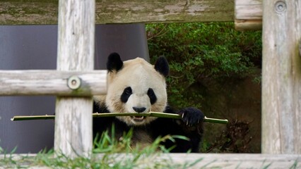 Closeup of a Giant panda holding onto a bamboo shoot like a sword