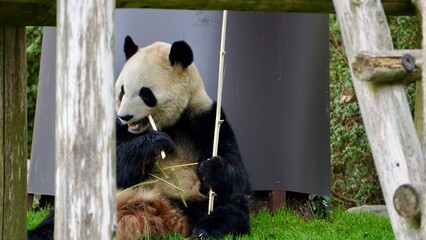 Closeup of a Giant panda eating bamboo