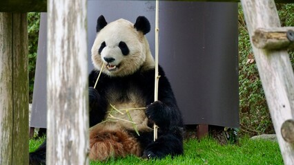 Closeup of a Giant panda eating bamboo