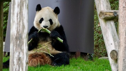 Closeup of a Giant panda eating bamboo