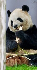 Closeup of a Giant panda eating bamboo