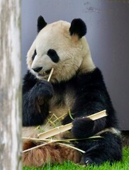 Closeup of a Giant panda eating bamboo
