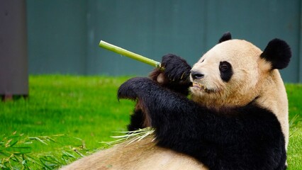 Closeup of a Giant panda eating bamboo while lying down
