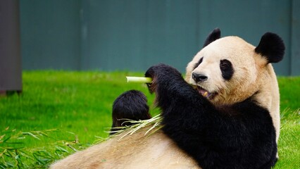 Closeup of a Giant panda eating bamboo while lying down