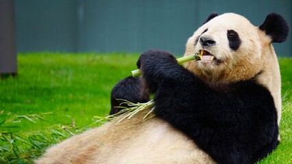 Closeup of a Giant panda eating bamboo while lying down