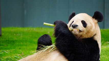 Closeup of a Giant panda eating bamboo while lying down
