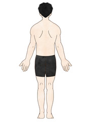 Fototapeta premium 解剖学的正位 男性 背面 水彩風 服あり