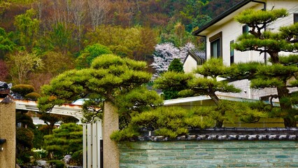 Obraz premium Lush bonsai garden in Japan