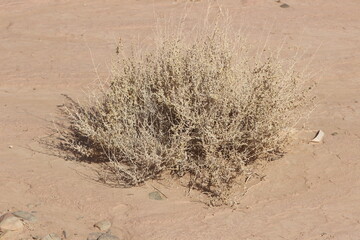 desert plant
