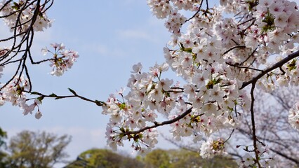 Close-up of blooming cherry blossoms against blue sky backdrop