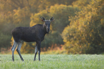 Łoś (Alces alces) moose © Bartosz Rakoczy