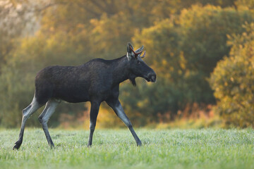 Łoś (Alces alces) moose © Bartosz Rakoczy