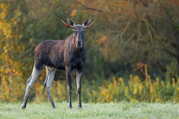 Łoś (Alces alces) moose © Bartosz Rakoczy