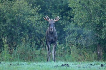 Łoś (Alces alces) moose © Bartosz Rakoczy