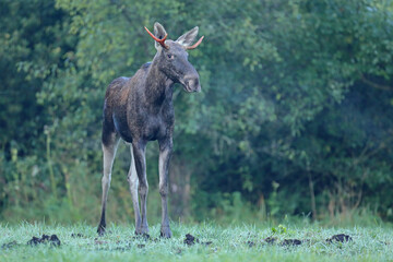 Łoś (Alces alces) moose © Bartosz Rakoczy