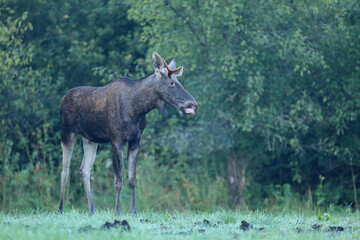 Łoś (Alces alces) moose © Bartosz Rakoczy