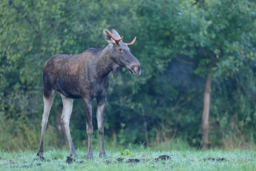 Łoś (Alces alces) moose © Bartosz Rakoczy